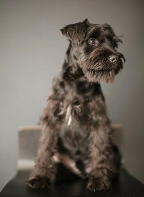 Portrait of a Lord by The Wonderer #Miniature #Schnauzer Miniature Schnauzer Black, Schnauzer Grooming, Mini Schnauzer Puppies, Standard Schnauzer, Miniature Schnauzer Puppies, Fox Terriers, Schnauzer Puppy, Most Popular Dog Breeds, Popular Dog Breeds