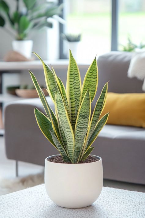 Snake Plant (Sansevieria) is a fantastic and resilient choice for any home! 🌿🏡 Known for its striking, upright leaves and minimal care requirements, this plant is a delightful blend of aesthetic appeal and easy maintenance. Quick to thrive and bursting with air-purifying benefits, Snake Plant (Sansevieria) is perfect for creating a fresh and vibrant indoor environment. 🌱✨ #SnakePlant #Sansevieria #IndoorPlants #EasyCare #AirPurifying #GreenHome #PlantLover Snake Plant Pot Ideas, Potted Snake Plant, Snake Plant Indoor, Sansevieria Plant, Snake Plants, Plant Decor Indoor, Air Purifying, Ornamental Plants, Of Aesthetic