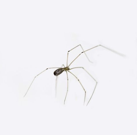 Cellar Spider | Pest Library | Burns Pest Elimination Cellar Spider, Control Quotes, Las Vegas Homes, Pest Control, Spiders, Long Legs, Pose Reference, How To Become