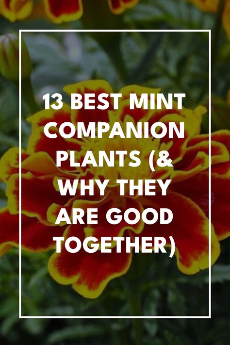 Mint Companion Plants, Mint Companion Planting, Asparagus Plant, Mint Garden, Growing Mint, Peppermint Plants, Flea Beetles, Garden Companion Planting, Organic Pest Control