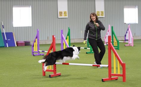 I know that many of you would have read the title of this blog post and done a double take .... and could well be thinking "that Susan Garrett has gone a bit cray cray, she has spent years telling us that agility and dog training should be fun!".  You are right ... well maybe Dog Agility Training, Train Dog, Agility Training For Dogs, Cray Cray, Agility Training, Fun Group, What Dogs, Cooking Lessons, Dog Agility