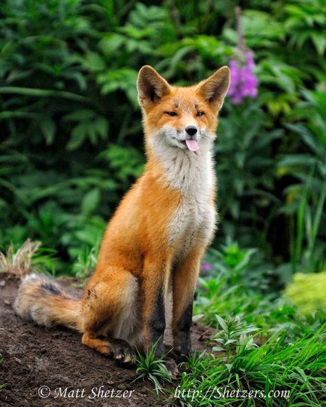 Fantastic Fox, Tapeta Harry Potter, Fox Pictures, Pet Fox, Incubus, Cute Fox, Wildlife Animals, Red Fox, Animal Photo