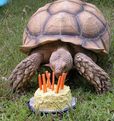 Tortoise Birthday Cake! #DIY - PetDIYs.com Tortoise Birthday, Tortoise Diet, Russian Tortoise Diet, Tortoise Enclosure, Russian Tortoise, Cute Tortoise, Tortoise Care, Tortoise Habitat, Desert Tortoise