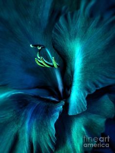 Gladiola Flower, Shades Of Teal, Shades Of Turquoise, Aqua Turquoise, Flower Canvas, Green Aesthetic, Teal Colors, Blue Aesthetic, Teal Green