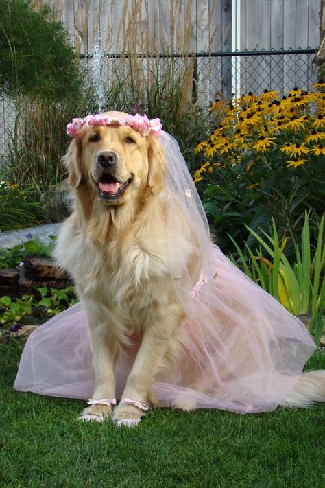 Golden Retriever Costume, Perros Golden Retriever, Dog Wedding Outfits, Pink Veil, Dog Wedding Dress, Wedding Apparel, A Golden Retriever, Pretty Dogs, Pet Dress