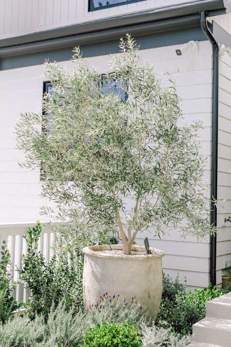 Olive Trees Landscape, Olive Trees Garden, Potted Olive Tree, Olive Plant, Tree Planters, Potted Plants Outdoor, Front Garden Design, Side Garden, Secret Gardens