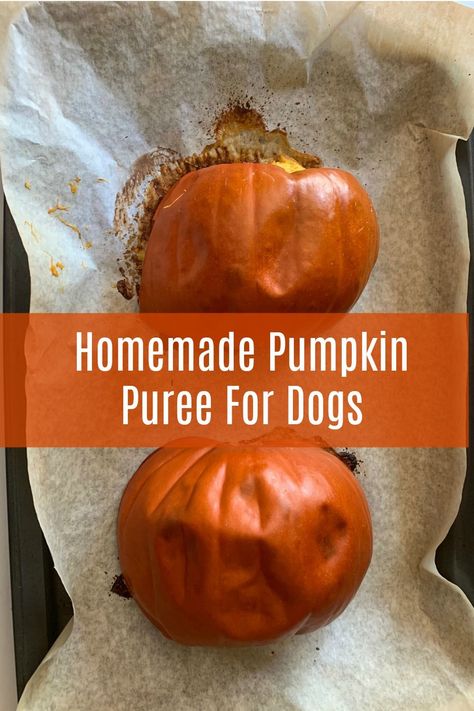 Pumpkin Purée For Dogs, Pumpkin Food For Dogs, Homemade Pumpkin Puree For Dogs, Cooking Pumpkin For Dogs, Diy Pumpkin Treats For Dogs, Pumpkin Puree Recipes For Dogs, Pumpkin Dog Treats From Real Pumpkin, How To Cook Pumpkin For Dogs, Pumpkin Pet Treats