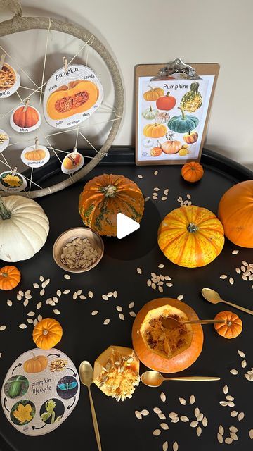 Pumpkin Logs, Lifecycle Of A Pumpkin, Parts Of A Pumpkin, Katie Taylor, Pumpkin Life Cycle, New Vocabulary, Sensory Exploration, Teacher Teaching, Invitation To Play