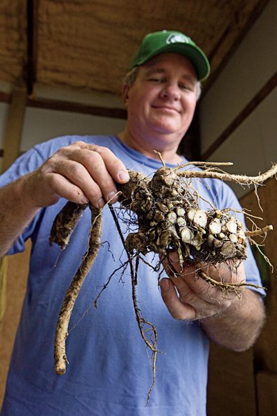 Grow Horseradish, Asparagus Farm, Growing Horseradish, Patio Tomatoes, Horseradish Recipes, Keyhole Garden, Herb Garden In Kitchen, Garden Growing, Garden Compost