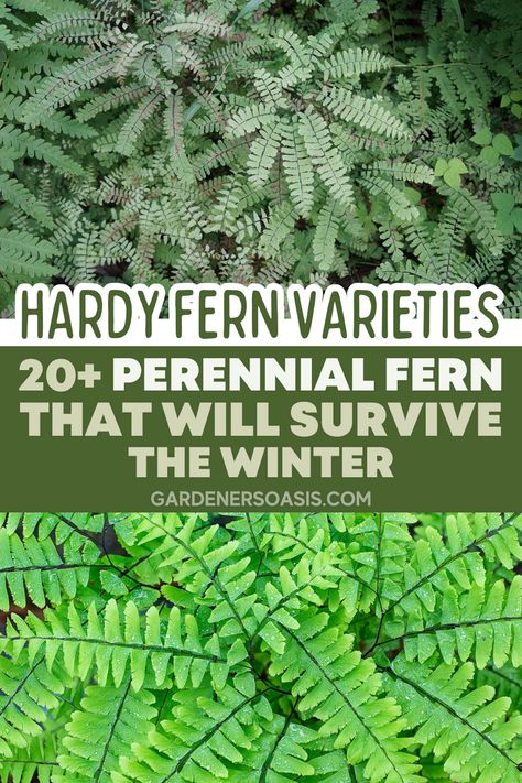 Hardy Fern Varieties (20+ Perennial Ferns That Will Survive The Winter) | Gardening Types Of Ferns Outdoor, Fern Backyard, Fern Companion Plants, Landscaping With Ferns, Perennial Ferns, Types Of Fern Plants, Fern Landscaping, Ferns Plant, Tall Perennials