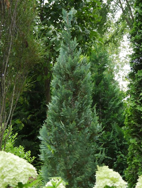 False Cypress, Chamaecyparis Lawsoniana, Easy Perennials, Foundation Planting, Planting Hydrangeas, Proven Winners, Low Maintenance Plants, Flowering Shrubs, Evergreen Shrubs