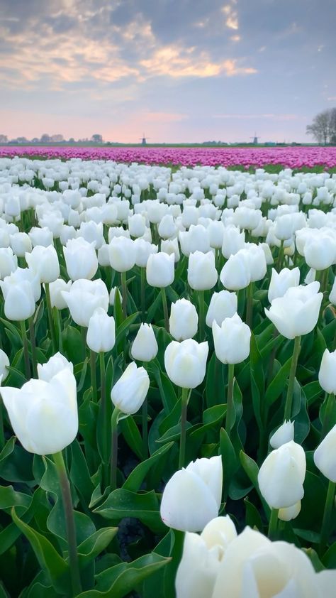 nick_skeyes on Instagram: Sunrise at these long white tulip fields. Tag someone you want to see the fields with! In April its the best time to visit! #flowerstagram… White Tulips Field, Field Of White Flowers, White Flower Field, White Flowers Wallpaper, Tulips Field, Tulips Aesthetic, Tulips White, White Lily Flower, Beautiful Tulips