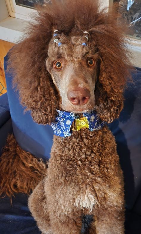 Brown phantom abstract standard poodle with banding Brown Phantom Poodle, Phantom Standard Poodle, Poodle Banding, Phantom Poodle, Poodle Cuts, Vampire Stories, Poodle Grooming, Dog Haircuts, Standard Poodles