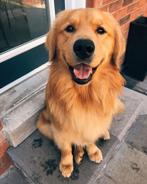 Chien Golden Retriever, Labrador Puppies, Golden Retriever Mix, It's Monday, A Golden Retriever, Golden Retriever Puppy, Retriever Puppy, Dogs Golden Retriever, Retriever Dog