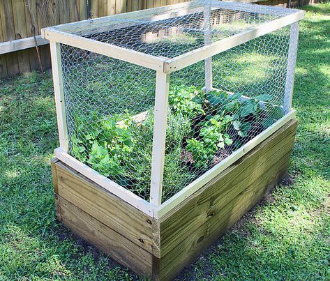 Chicken wire garden cover | DIY | Garden Tips Chicken Wire Garden, Raised Garden Bed Cover, Garden Bed Cover, Garden Cover, Chicken Coop Garden, Diy Garden Bed, Garden Netting, Wire Cover, Vegetable Garden Diy