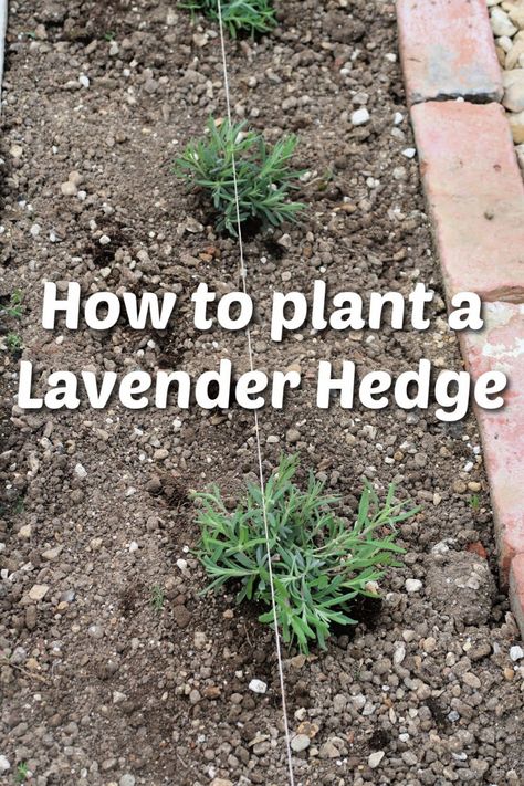 Garden Lavendar Ideas, Lavender Planting Ideas Gardens, Lavander Ideas Garden, Lavender In Landscaping Front Yards, Front Garden Lavender, Heather And Lavender Garden, Lavender Hedge Landscaping, Lavender Plant Benefits, Lavender Plant Landscaping Garden Design