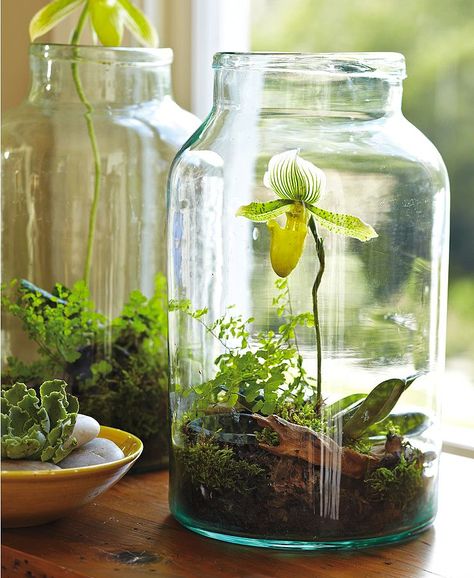 Garden Jars DIY. a way for some of us who are not indoor green thumbs to grow orchids Indoor Gardening Diy, Mason Jar Herbs, Orchid Terrarium, Jardim Diy, Gardening Projects, نباتات منزلية, Deco Nature, Indoor Gardens, Garden Terrarium