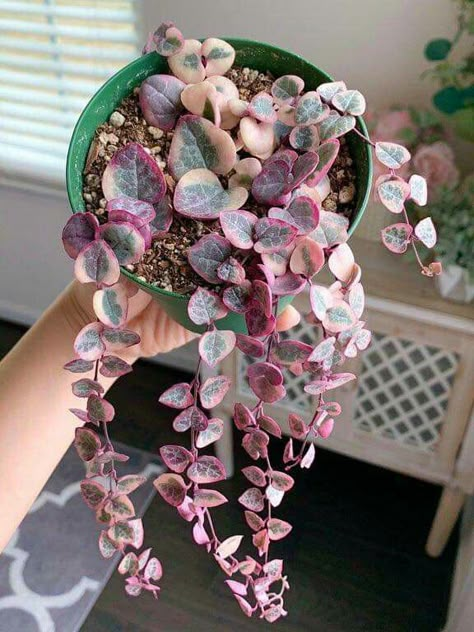 String Of Hearts Plant, String Of Hearts, Plant Goals, نباتات منزلية, Plants Are Friends, Plant Wishlist, Pink Plant, Starter Plants, Plant Aesthetic