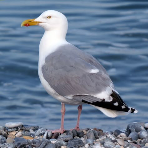 Seagull Photo, Seagull Photography, Herring Gull, Sea Gulls, Coastal Birds, Sea Gull, Animal References, Bird Drawings, Sea Birds