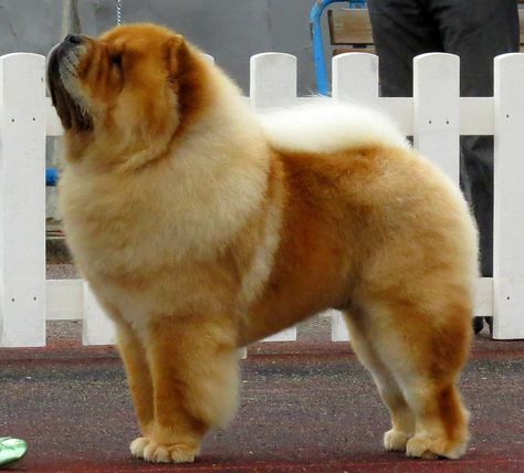 Top 10 Least Intelligent Dogs - Hard to Train Dog Breeds Chow Dog Breed, Fluffy Dog Breeds, Protective Dogs, Chow Chow Puppy, Dog Breeds List, Chow Chow Dogs, Sweet Cat, Lion Dog, Tallinn Estonia