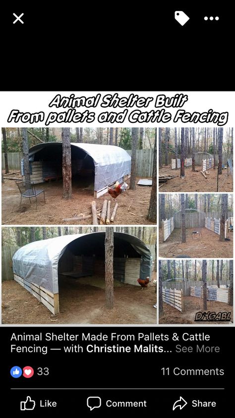 Goat Shelters, Farming Animals, Goat Pen, Goat Shelter, Horse Farm Ideas, Raising Quail, Cattle Feed, Pallet Shed, Farm School