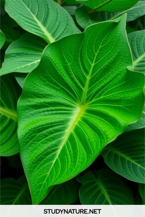 Anthurium splendidum care Big Leaves Plant, Big Leaf Plants, Anthurium Plant, Leaf Texture, Big Leaves, Peat Moss, Outdoor Plants, Tropical Plants, House Plants