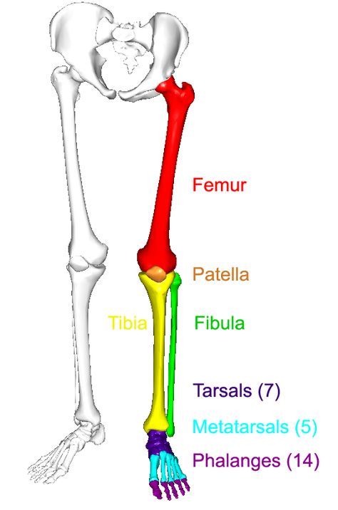 Leg Drawing, Anatomy Notes, Med School Study, Leg Anatomy, Body Bones, Anatomy Bones, Study Biology, Drawing Legs, Leg Bones