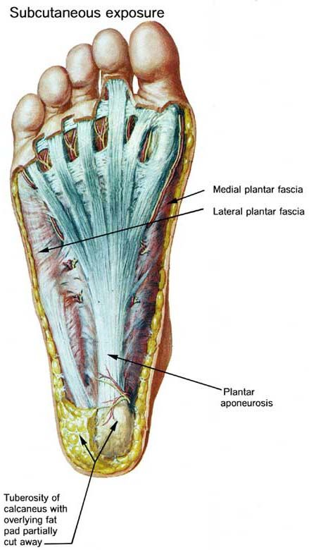 Plantar fasciitis?  Could be just a simple navicular malposition.  Get checked! What Is Fascia, Muscle Structure, Plantar Fascia, Foot Anatomy, Studio Pilates, Bodybuilding Diet, Nurse Stuff, Muscle Anatomy, Myofascial Release