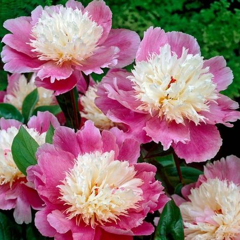 Different Types Of Seeds, Garden Nails, Peony Root, Seed Packaging, Gardening Advice, Design Garden, Planting Bulbs, Flowers Perennials, Single Flower