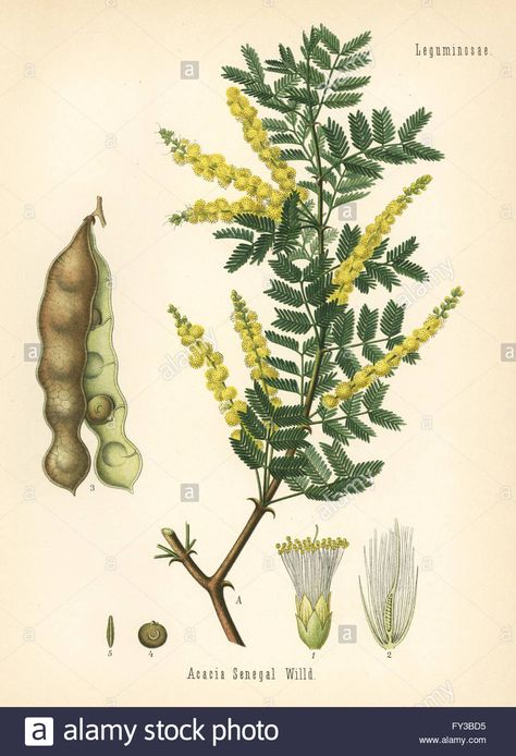 Gum acacia or gum arabic tree, Acacia senegal. Chromolithograph after a botanical illustration from Hermann Adolph Koehler's Medicinal Plants, edited by Gustav Pabst, Koehler, Germany, 1887. Stock Photo Acacia Tree, Antique Artwork, Botanical Artwork, Gum Arabic, Scientific Illustration, A4 Poster, Plant Illustration, Botanical Drawings, Plant Print