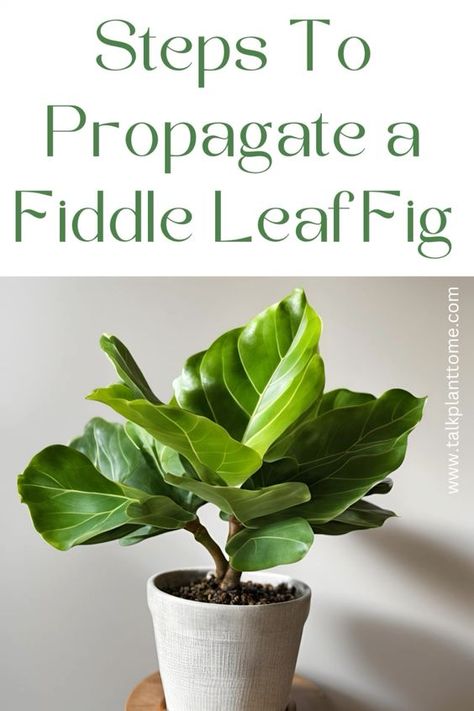 Steps to propagate a fiddle leaf fig! Step by step guide to propagating fiddle leaf figs for more! Fiddle Leaf Fig Care, Fiddle Leaf Tree, Porch Plants, Fig Plant, Fiddle Fig, Fiddle Leaf Fig Tree, Ficus Lyrata, Plant Guide, Fig Leaves