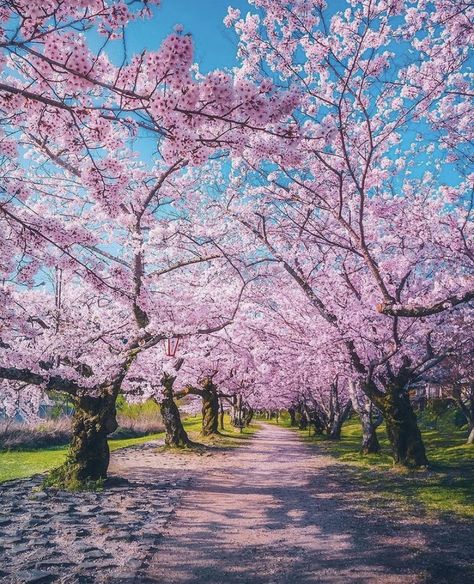 Sakura season Spring Scenery, Karakter Marvel, Spring Images, Sakura Tree, Sakura Cherry Blossom, Japan Aesthetic, Shiga, Airbrush Art, Blossom Trees