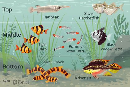 Fish Infographic, Chili Rasbora, Community Fish Tank, Best Aquarium Fish, Saltwater Aquarium Fish, Fish Tank Terrarium, Fish Tank Design, Tropical Fish Tanks, Tropical Fish Aquarium