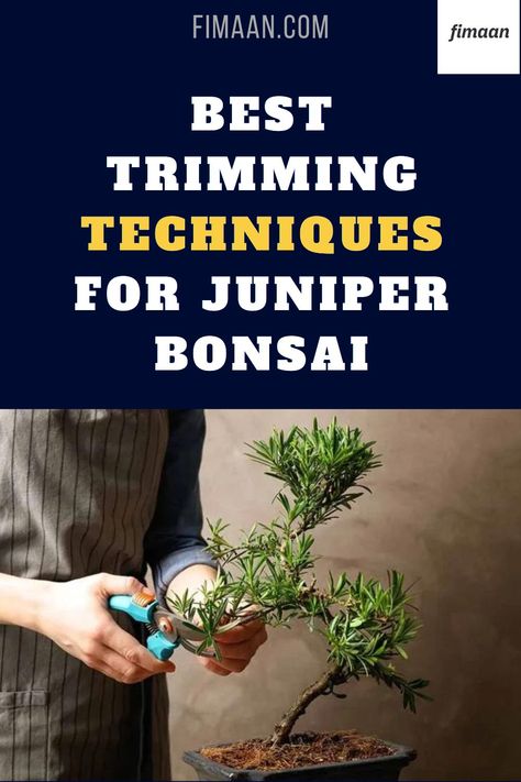 Unlock the secrets to keeping your juniper bonsai tree thriving and looking its best! This comprehensive guide covers essential trimming techniques, seasonal care, and expert styling tips to transform your bonsai into a true work of art. Master the art of bonsai with confidence and create a stunning focal point in your home or garden. #BonsaiCare #JuniperBonsai #BonsaiTrimming #GardeningTips #PlantCare #HousePlant Juniper Aesthetic, Juniper Bonsai Tree, Bonsai Care, Juniper Tree, Juniper Bonsai, Thriving Garden, Cedar Trees, Bonsai Trees, Bonsai Tree