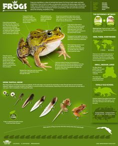 Gray Tree Frog, Frog Facts, Animal Infographic, Pond Animals, Frog Species, Animals Information, Nature School, All About Animals, Frog And Toad