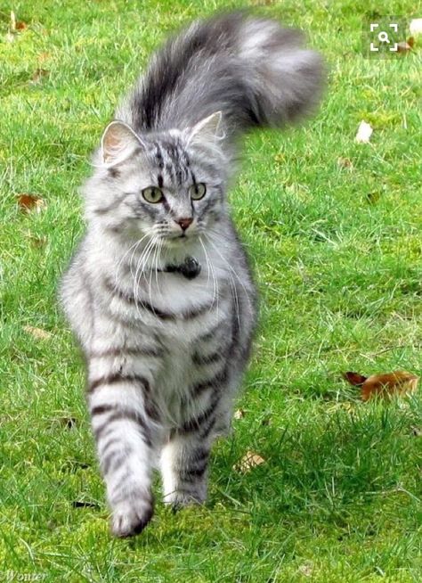 Söpö Kissa, Forest Cat, Norwegian Forest Cat, Domestic Cat, Cute Cats And Kittens, Warrior Cats, Beautiful Cat, Cute Kittens, Pretty Cats