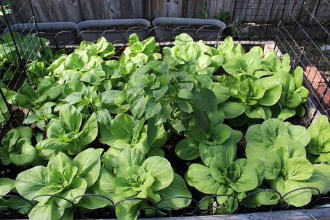 What To Plant In October, Vegetable Planting Guide, Zone 9b, Growing Broccoli, Vegetable Planting, Planting Guide, Florida Gardening, Garden Planner, Crop Rotation