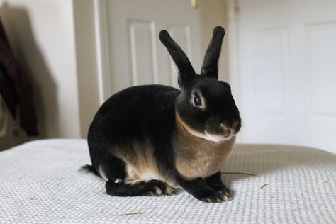 Black Otter Rex Rabbit, Mini Rex Rabbit, Lady Sif, Bunny Images, Bunny Care, Cute Ferrets, Watership Down, House Rabbit, Rex Rabbit