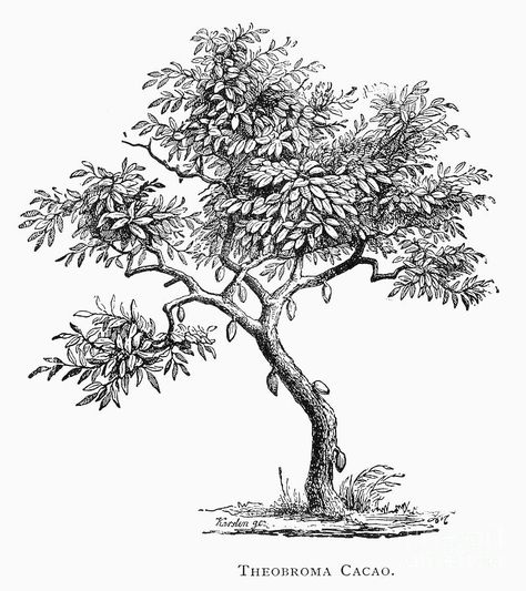 CACAO TREE. Theobroma cacao. Line engraving, 19th century. Maple Tree Drawing, Tree Engraving, Cacao Tree, Cocoa Tree, Play Mate, Plant Sketches, Pen Art Work, Medicine Buddha, Tree Sketches