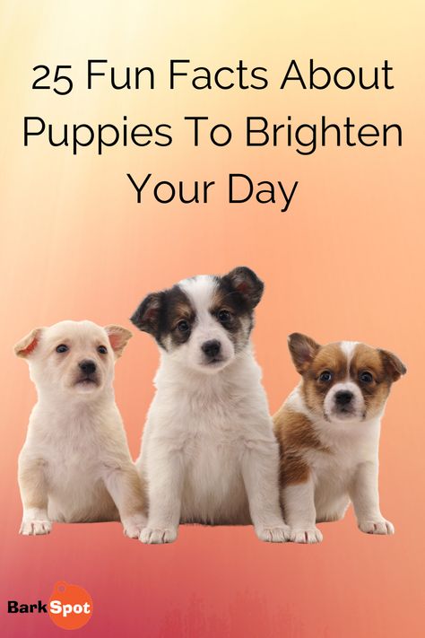 Here are some fun facts about puppies to brighten your day and bring a smile to your face! #dogfacts #puppy #dogmom #doglovers Fun Facts About Dogs, Puppy Facts, Dog Facts, Fun Dog, Puppies Funny, Happy Dogs, Good Mood, Funny Facts, Brighten Your Day