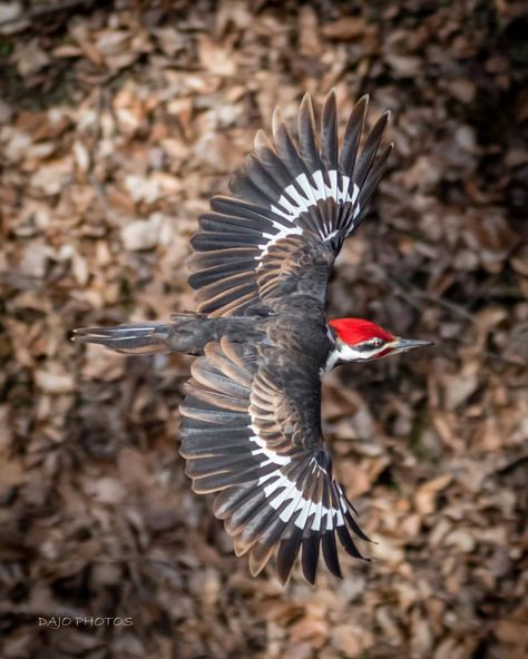 Hawk Species, Ontario Birds, Wild Birds Photography, Fly Drawing, Pileated Woodpecker, Forest Drawing, Bird People, Downy Woodpecker, Amazing Animal Pictures