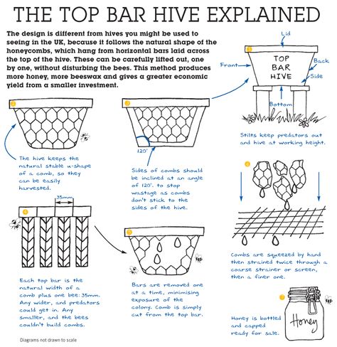 I'm going to be building a few of these this spring.  We have a honey bee colony living in the side of our house. I'm hoping to catch them when they swarm and collect some free honey. Beehive Plans, Natural Beekeeping, Top Bar Bee Hive, Bee Yard, Bee Farming, Bee Ideas, Top Bar Hive, Bee Hive Plans, Backyard Bee