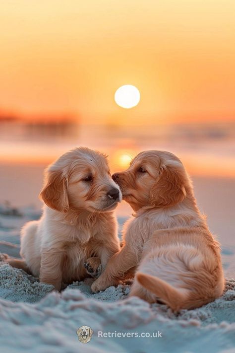 Witness the sweetness of golden retriever puppies sharing a tender moment as the sun kisses the horizon. 🌅🐶💕 With soft, sandy paws and curious noses nuzzling under a sky ablaze with color, these furballs embody the spirit of friendship and the innocent joy of playtime. This PIN is a heartwarming snapshot perfect for all who believe in the magic of puppy love. #GoldenRetrieverPuppies #BeachSunset #PuppyKisses #GoldenHour #DogLoversUnite Chien Golden Retriever, Cute Dogs Images, Very Cute Puppies, Psy I Szczenięta, Super Cute Puppies, 골든 리트리버, Cute Dog Photos, Cute Animals Puppies, Very Cute Dogs