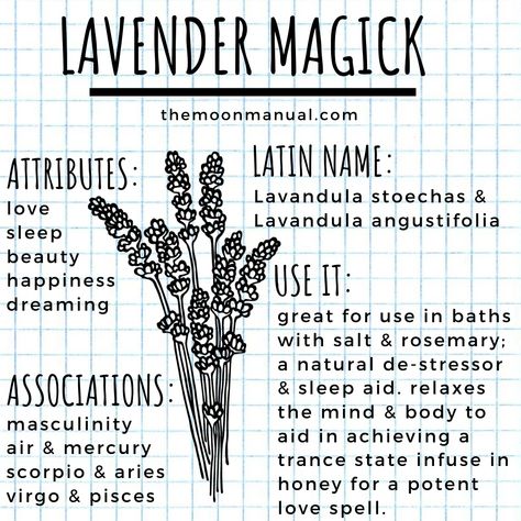 The Green Witch Diaries - Lavender - Wattpad Lavender In Witchcraft, Lavender Spells, Lavender Witchcraft Uses, Lavender Witchcraft, Witch Diary, Plant Magick, Herb Magick, Lavender Witch, The Green Witch