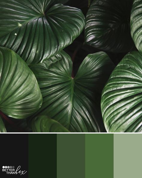 Color palette ideas, inspiration and colour swatches for home decor, design and blog themes. Color Swatches Green, Leaf Color Palette, Green Swatches, Colour Palette Green, Color Palette For Home, Green Monochromatic, Colour Swatches, Hex Color, Hex Color Palette