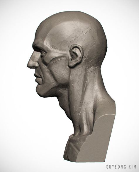 ArtStation - Male Anatomy Bust Mouth Anatomy, Zbrush Anatomy, Planes Of The Face, Drawing The Human Head, 3d Anatomy, Head Anatomy, Facial Anatomy, Male Anatomy, Sculpting Tutorials