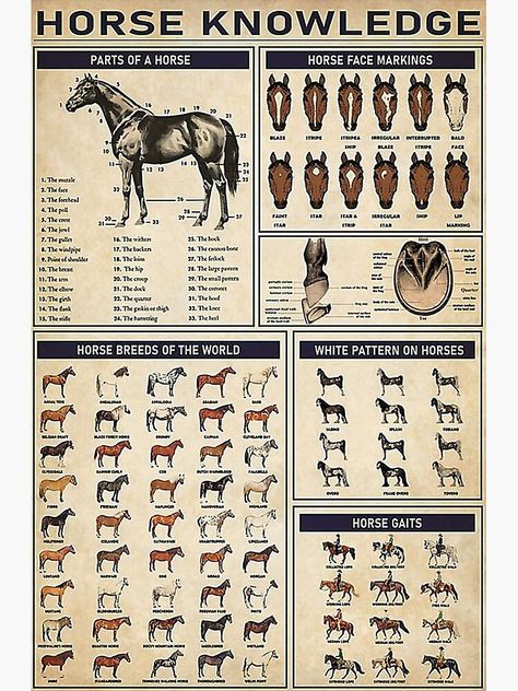 Unique Horse Knowledge Posters designed and sold by artists. Shop affordable wall art to hang in do... Horse Knowledge Poster, Diy Horse Wall Art, Animal Knowledge, Unique Horses, Knowledge Poster, Horse Markings, Horse Knowledge, Horse Facts, Rasy Koni