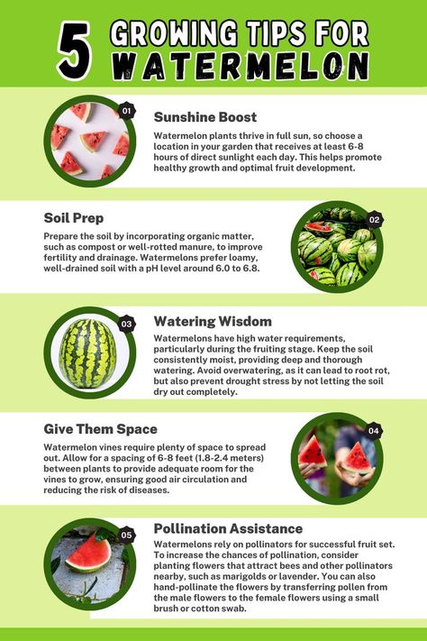 5 Tips for Growing Watermelon. It features key tips for successful watermelon cultivation, including providing ample sunlight, proper spacing, well-prepared soil, consistent watering, and aiding pollination. Learn how to optimize growth and maximize your watermelon harvest with these essential tips. Watermelon Companion Planting, When To Plant Watermelon Seeds, Tips For Gardening, Watermelon Patch Garden, Watermelon Seeds Planting, Best Way To Grow Watermelon, Watermelon Planting Tips, Watermelon Growing Tips, Growing Watermelon In Container