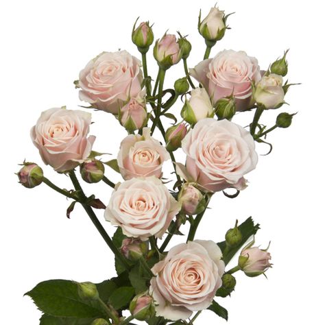 Rosaflora- Spray Rose- Sweet 4Tune Pale Pink Spray Roses, Blush Spray Rose, Pink Spray Roses, June Flowers, Miniature Roses, Vintage Colour Palette, Pale Pink Roses, Asiatic Lilies, Green Hydrangea