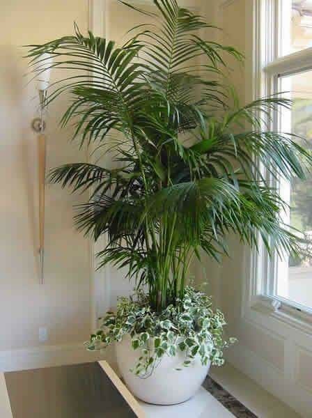 Plant Stand Decor, Tanaman Indoor, Tanaman Pot, نباتات منزلية, Artificial Plants Indoor, Potted Plants Outdoor, Desain Lanskap, Living Room Plants, Diy Plant Stand